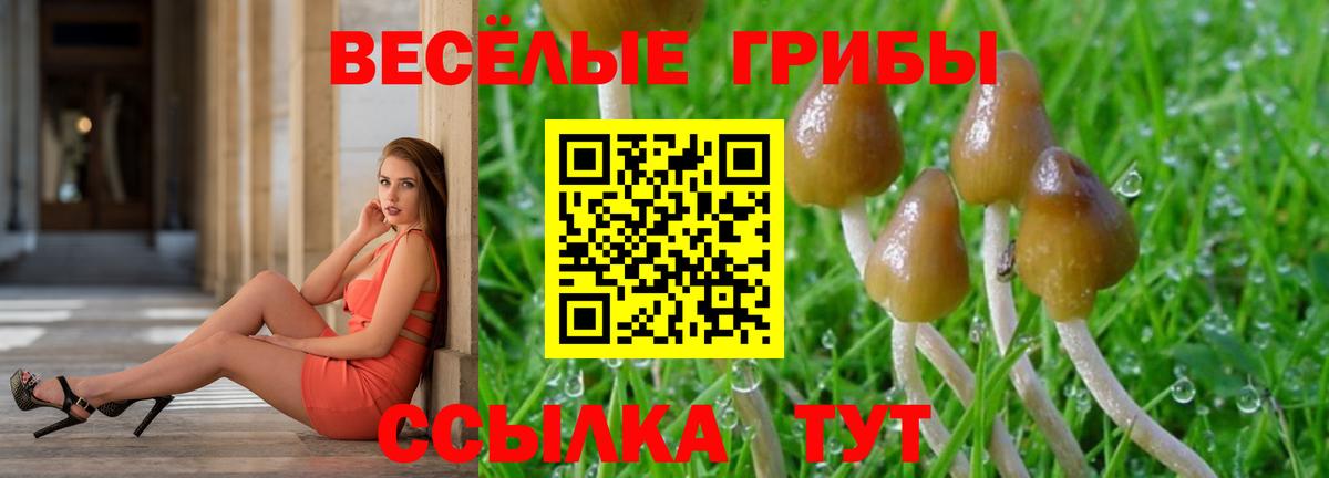 Галлюциногенные грибы Psilocybine cubensis Касимов
